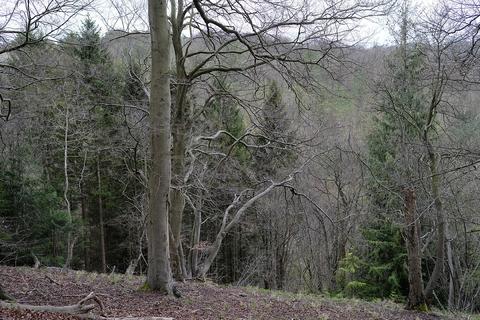 Woodland for sale, Longdown Hill, Whiteleaf, Princes Risborough HP27