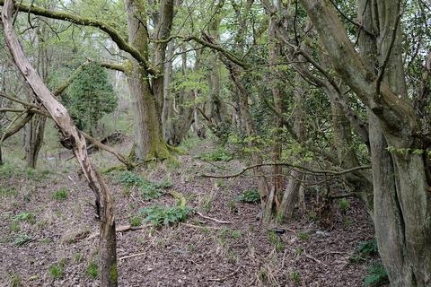Woodland for sale, Longdown Hill, Whiteleaf, Princes Risborough HP27