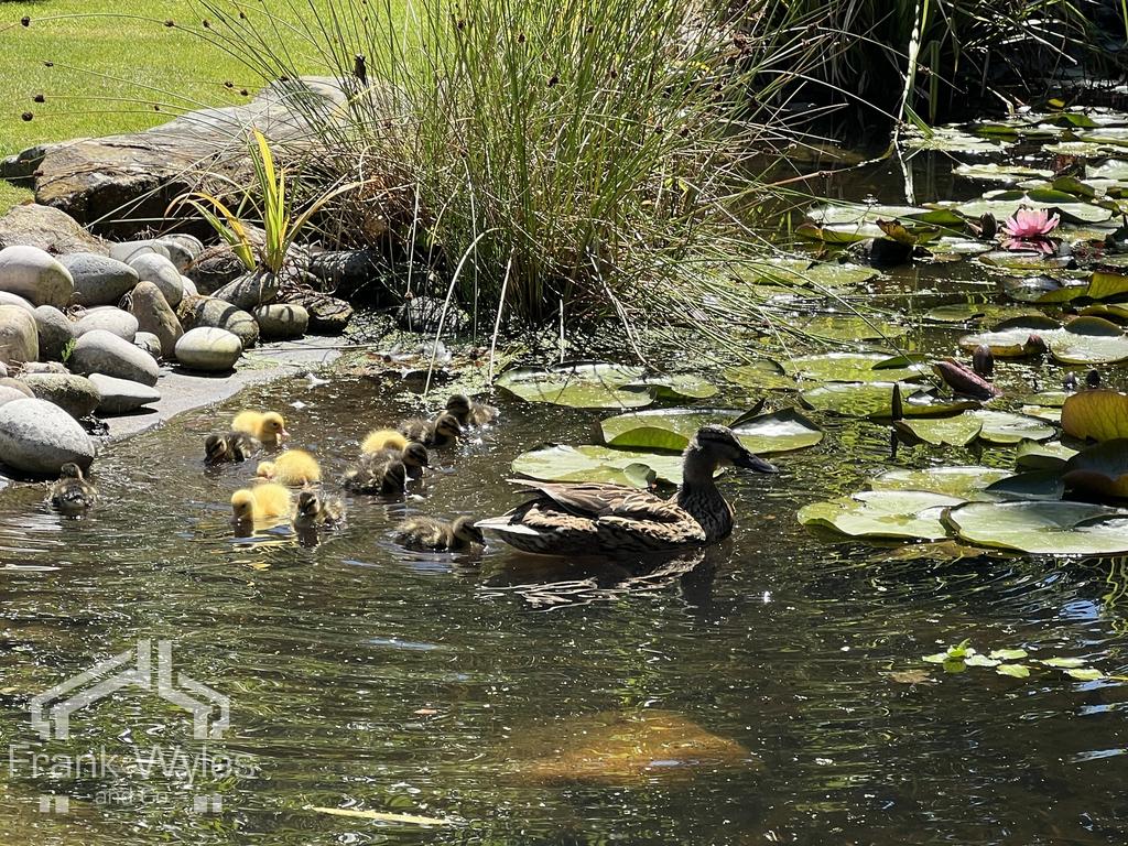 Garden Pond with Visitors.JPG