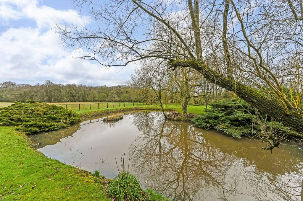 Pond