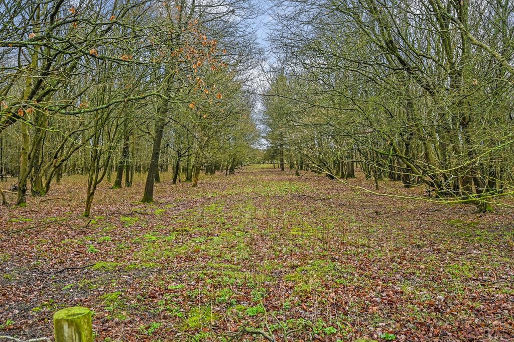 Woods