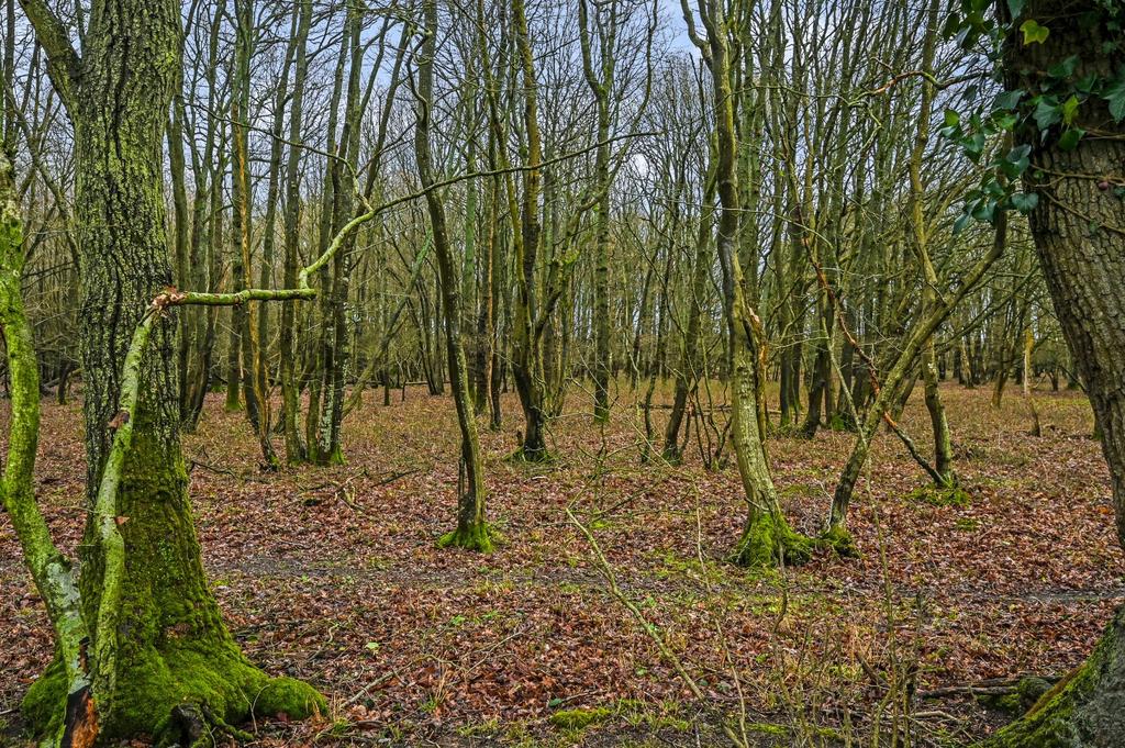 Woods