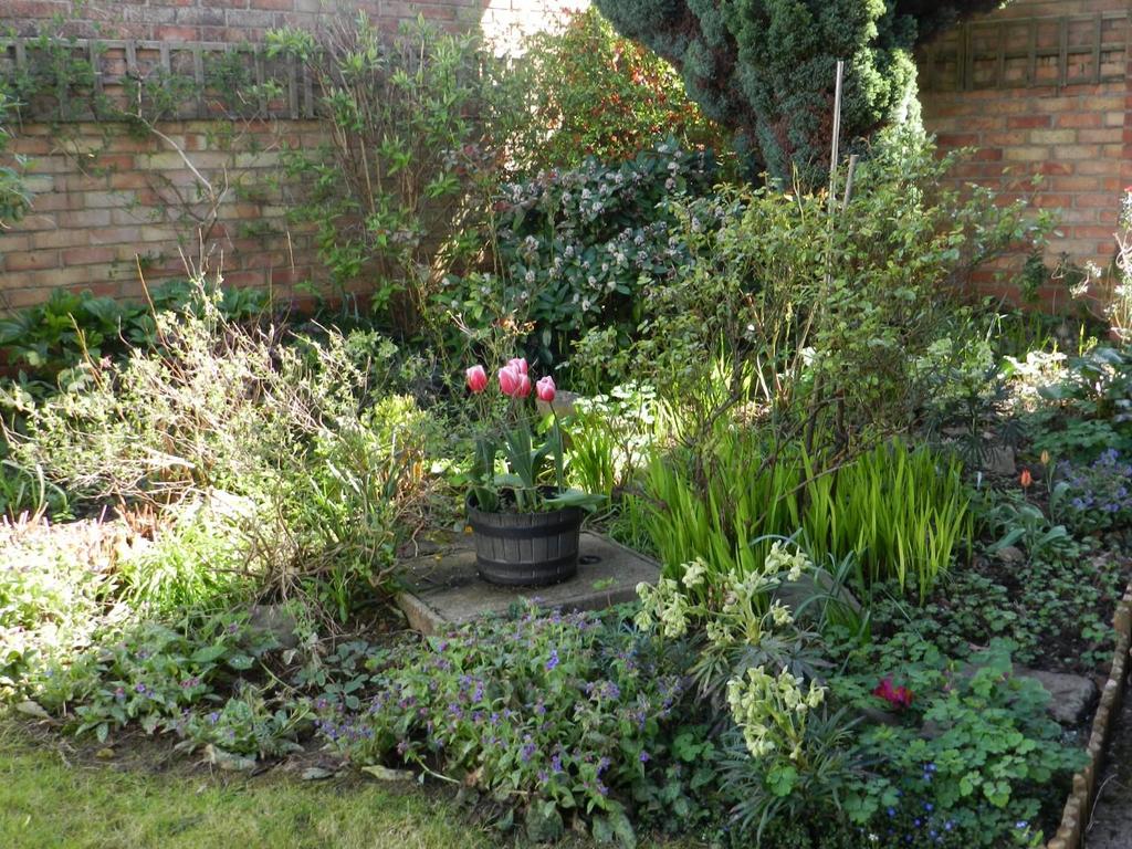 Garden.JPG