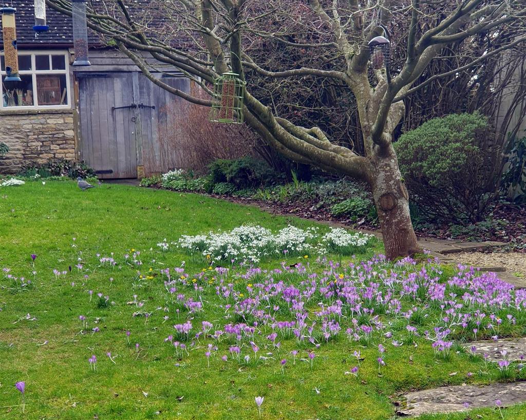 Carters Barn garden photo with crocus 2.jpg