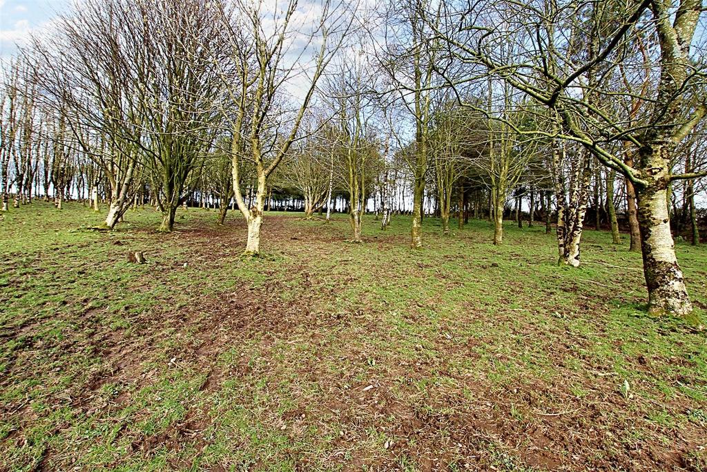 Woodland/paddock area