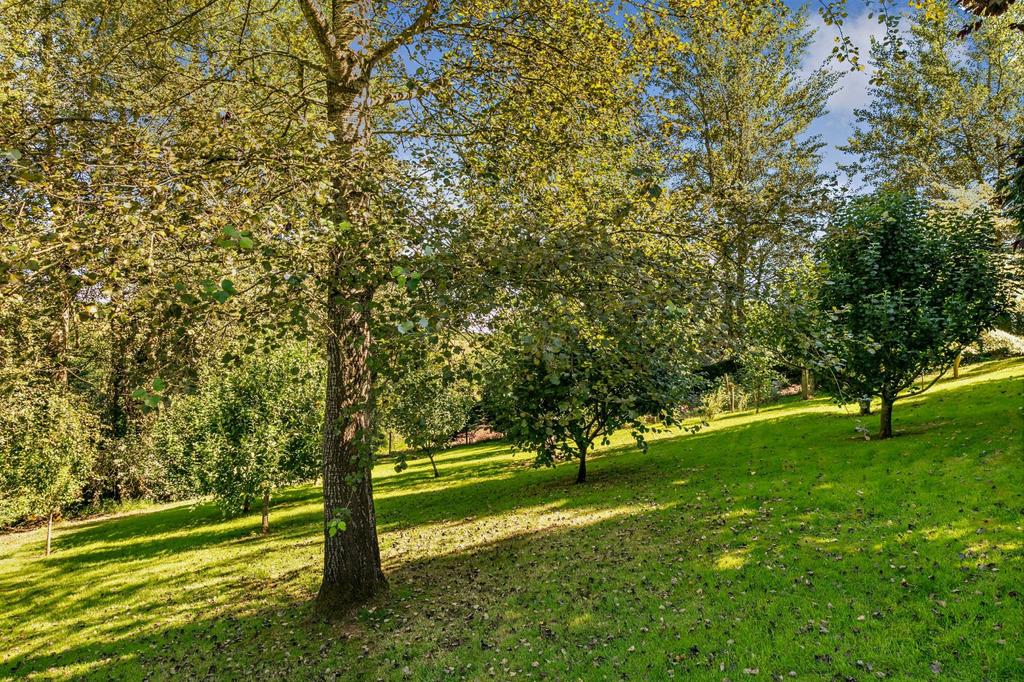 Orchard