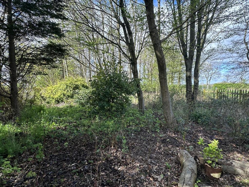 Woodland area