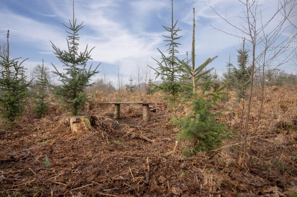 Bench in a clearing