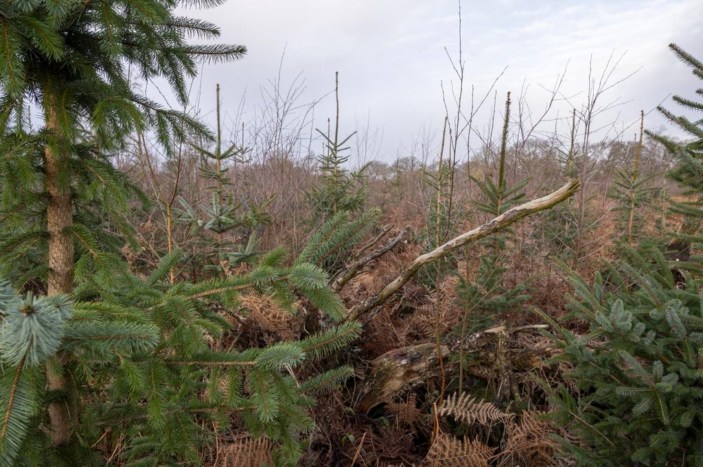 Young Sitka Spruce