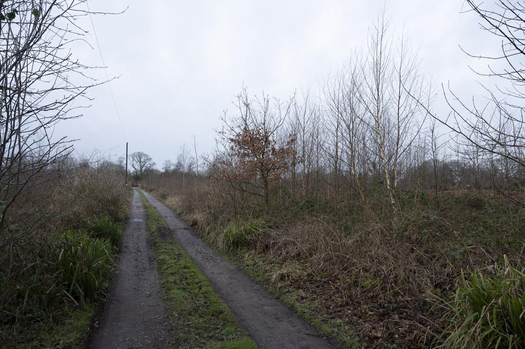 Track into the woodland