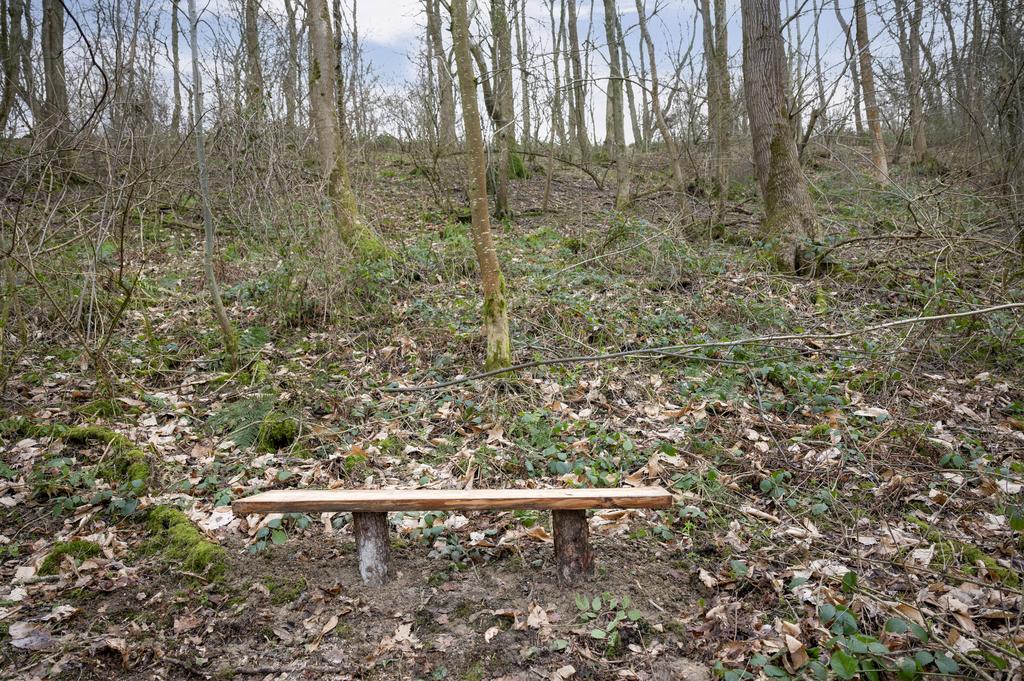 Bench within the woodland