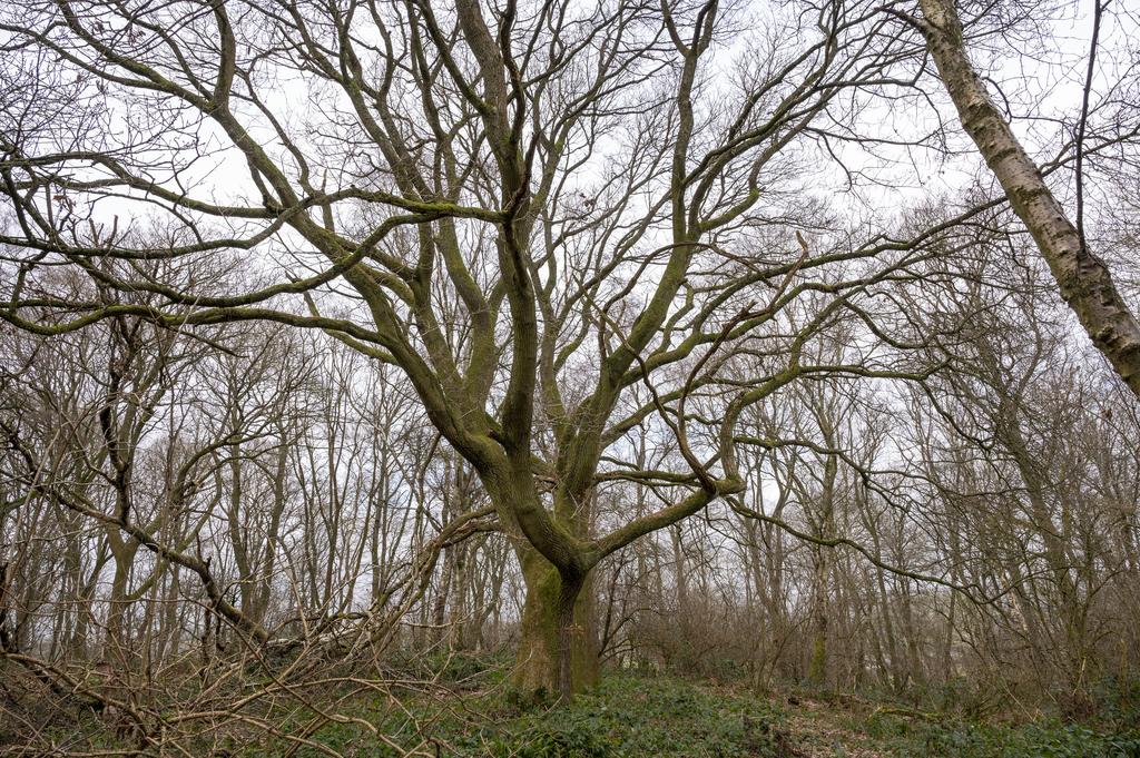 Large mature trees in the centre