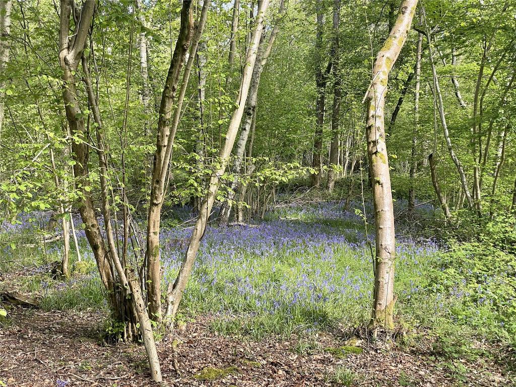Bluebell Woodland
