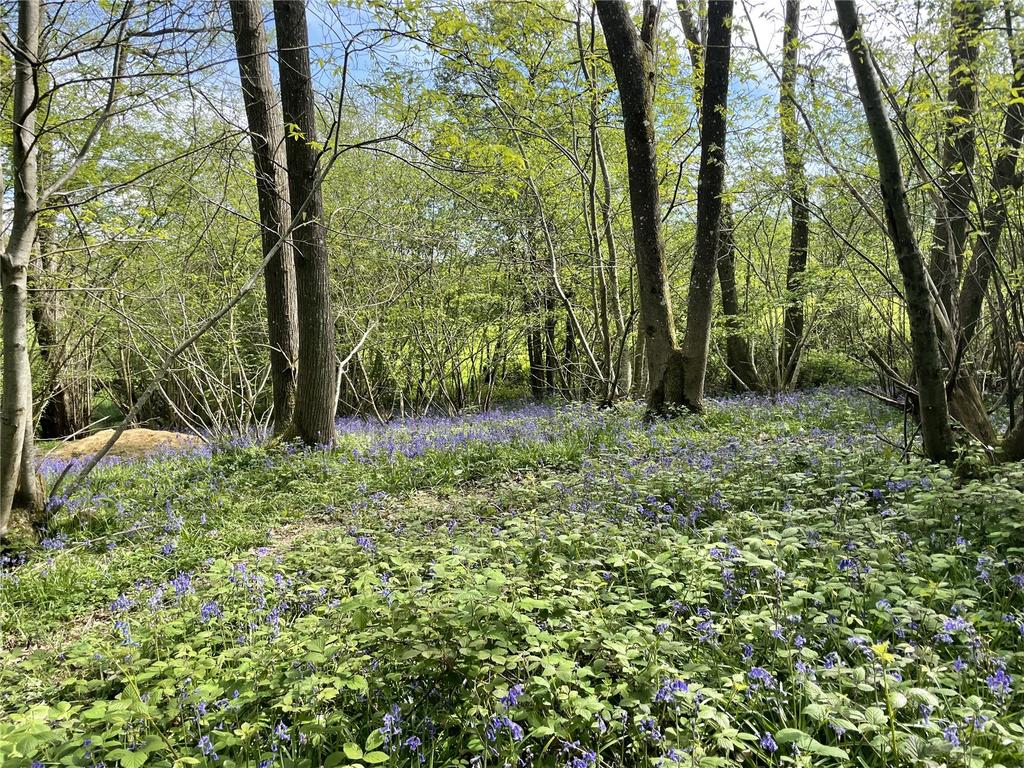 Bluebell Woodland