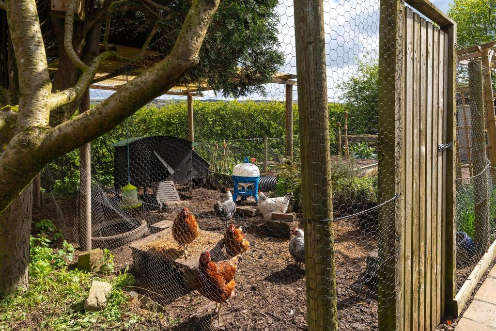 Chickens!