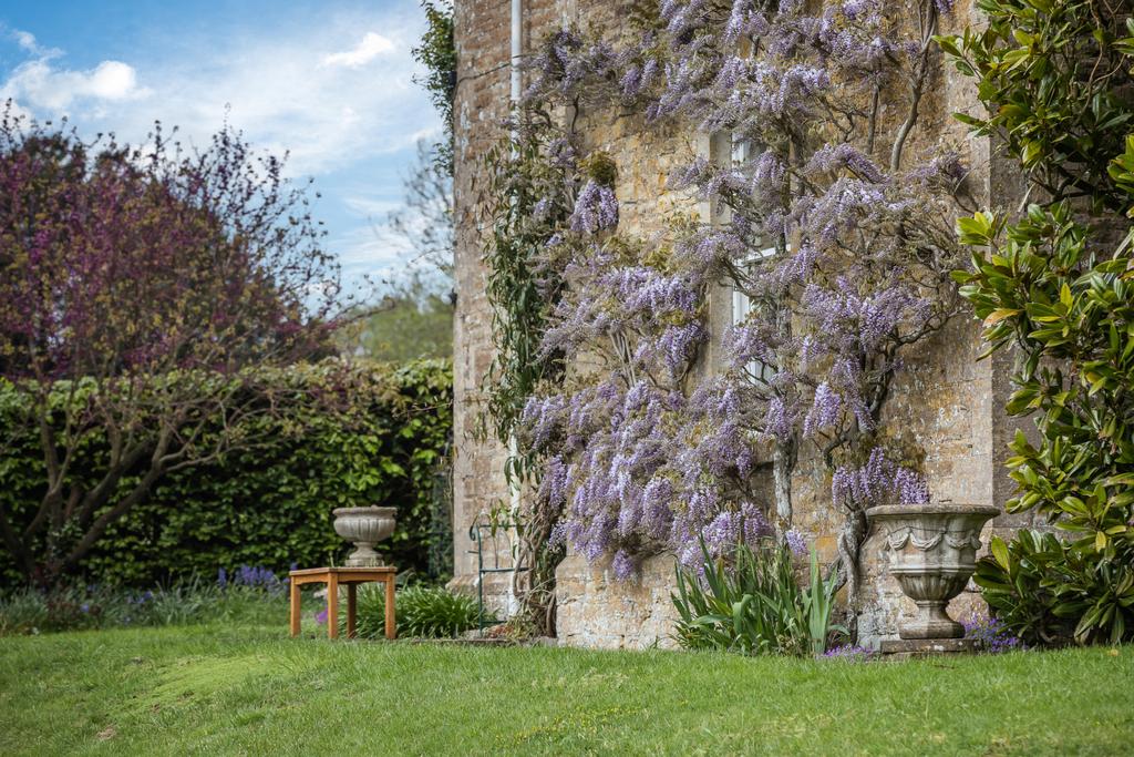 Wisteria
