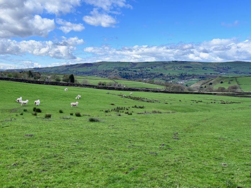 Grazing Fields