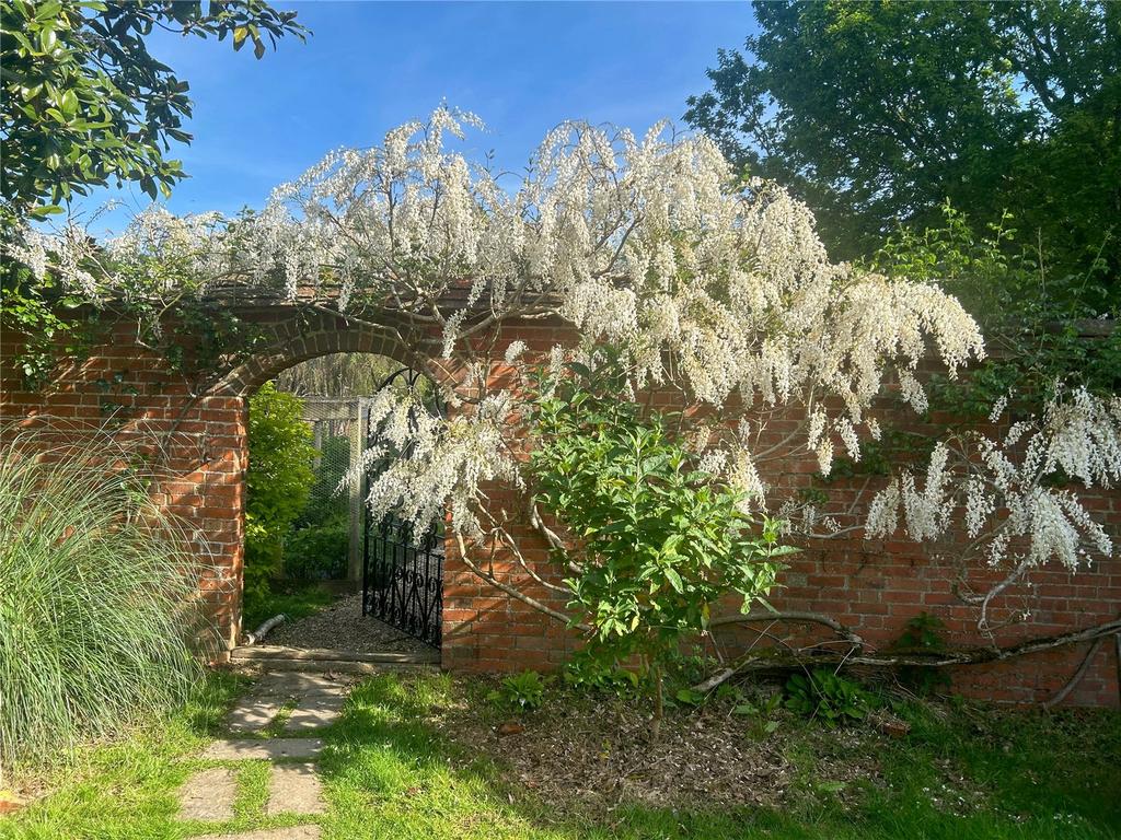 Wisteria