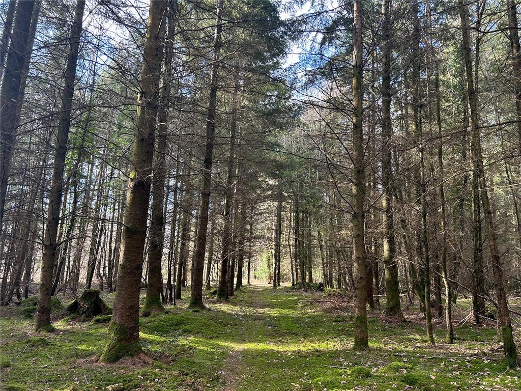 Woodland Walks