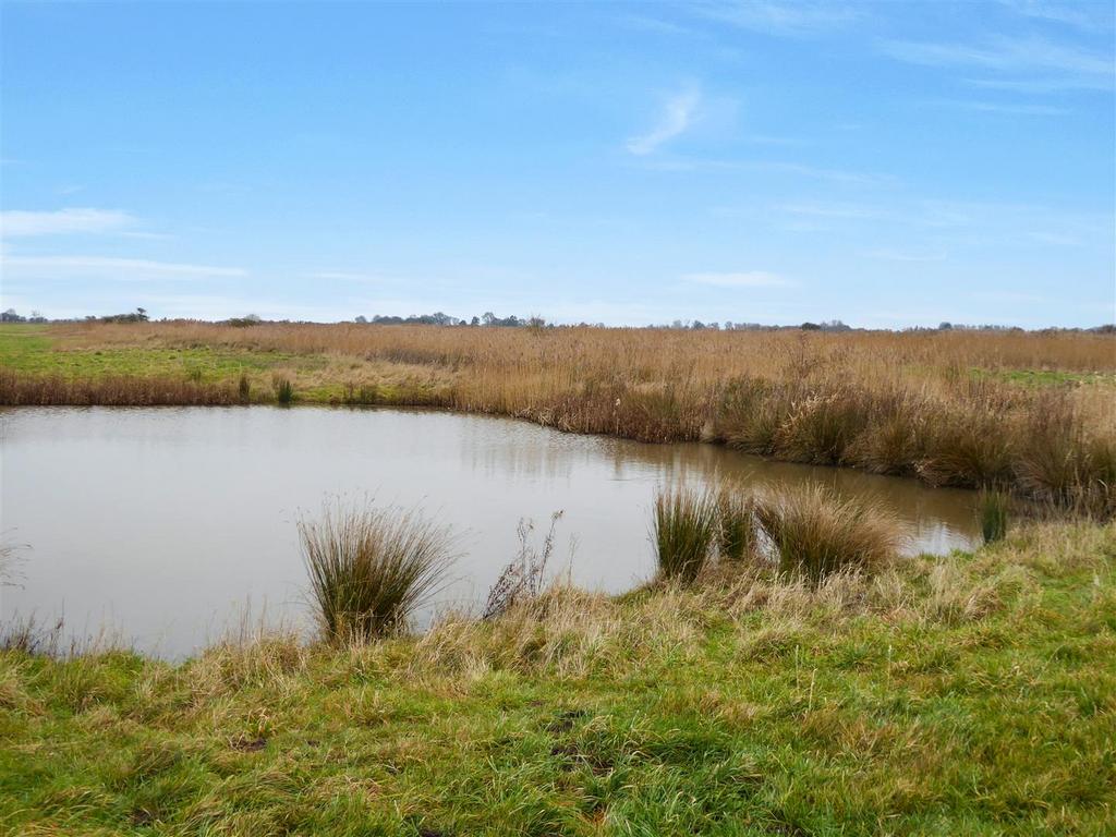 Pond.jpg