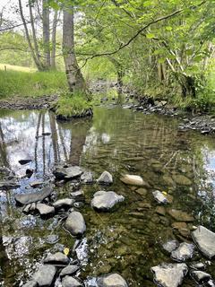 Woodland for sale, Fishpool gate, Church Stoke, Powys SY5