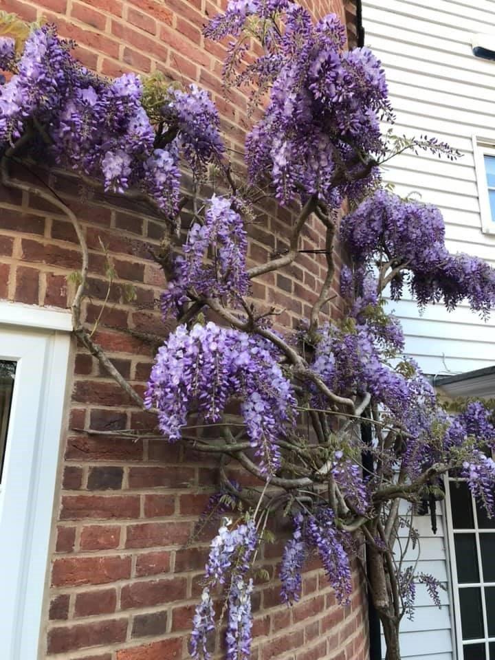 Wisteria