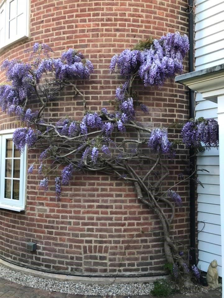 Wisteria