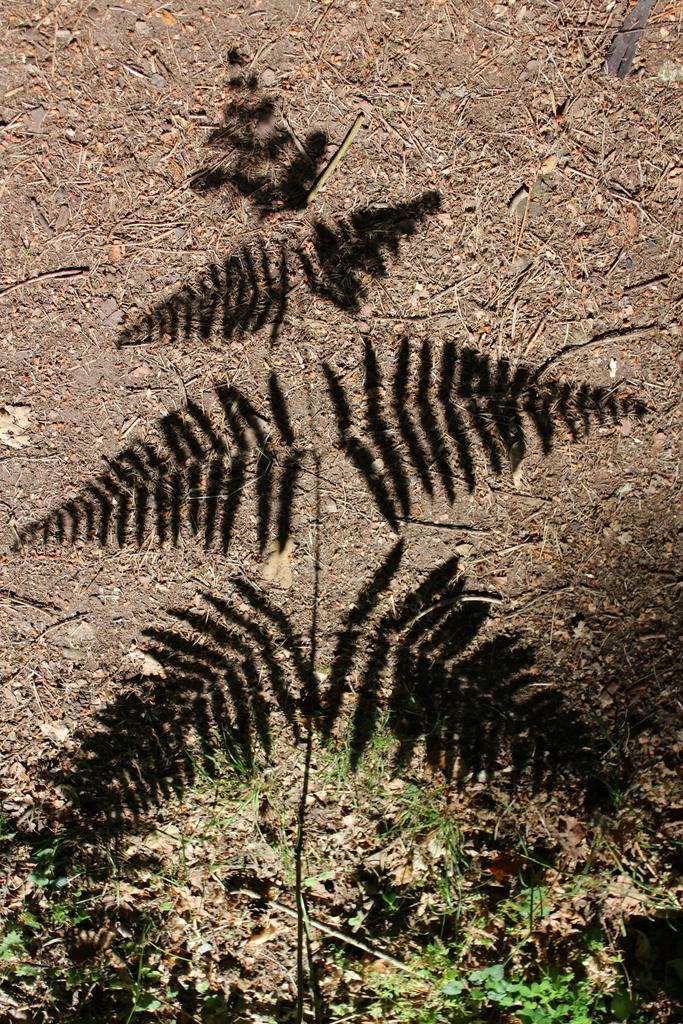 Natures art