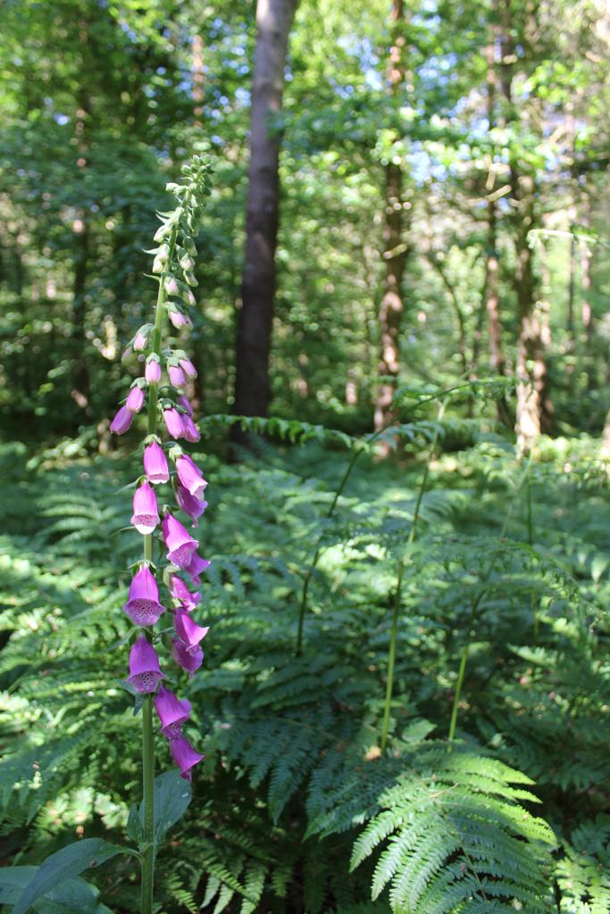 Foxglove