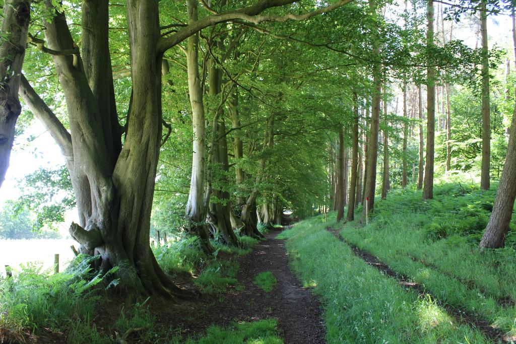 Beech boundary