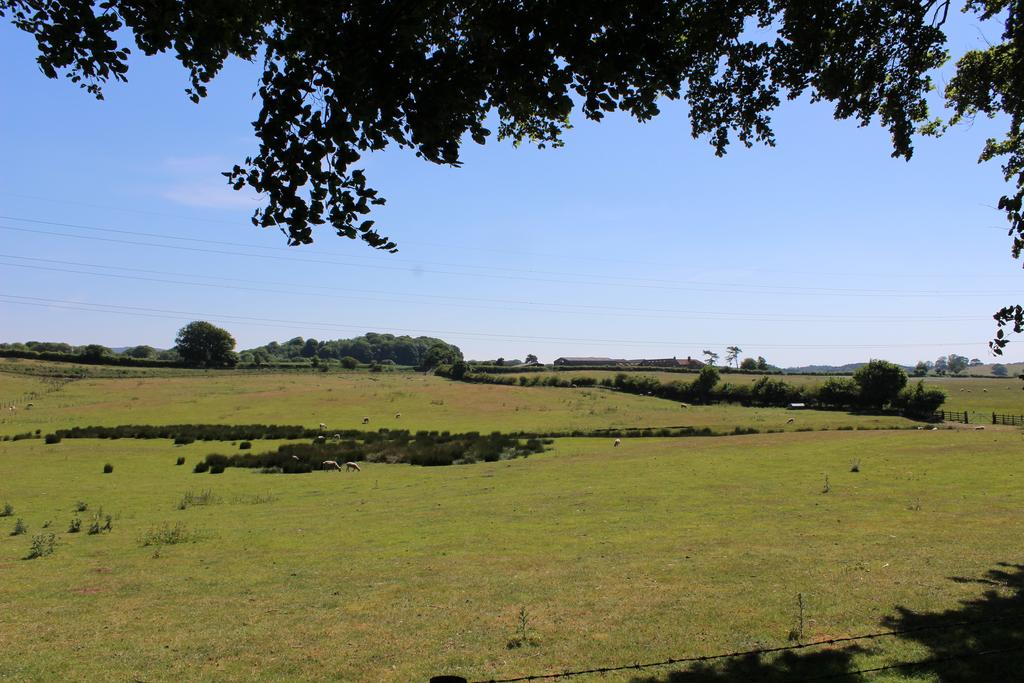 View from the wood