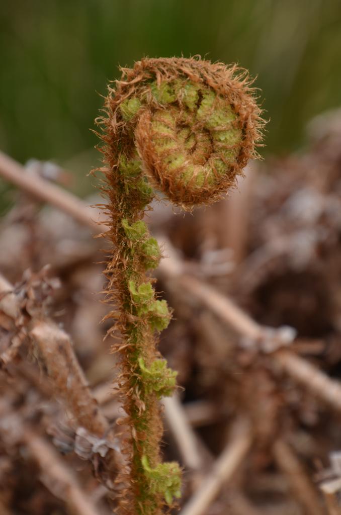 Unfurling fern