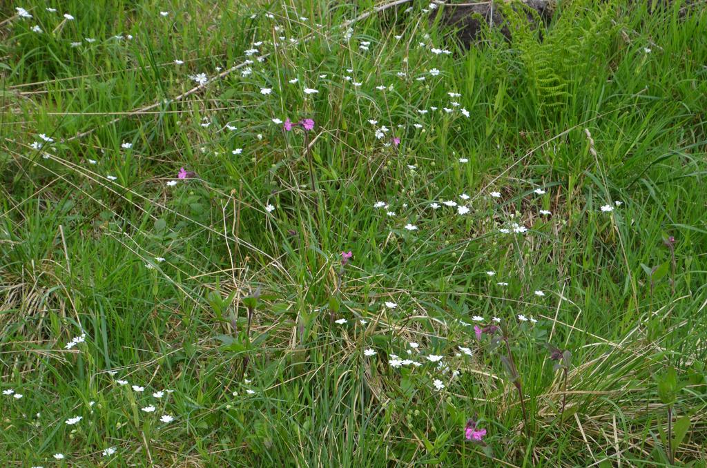 Wild flower margins