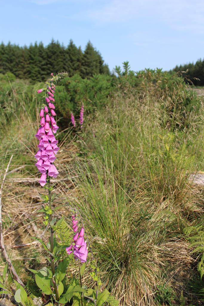 Foxglove