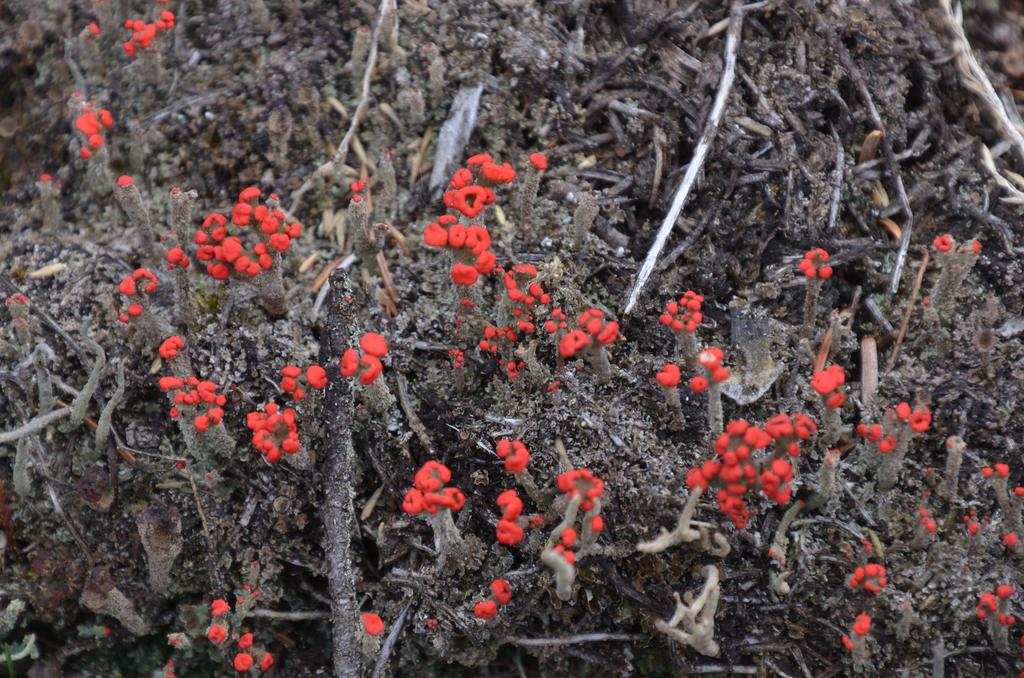 Lichen bloom