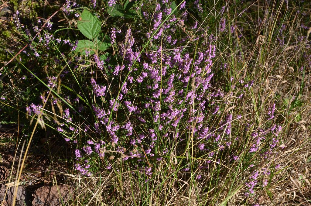 Lowland heather