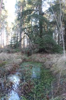 Woodland for sale, GIFFORD, EAST LOTHIAN EH41