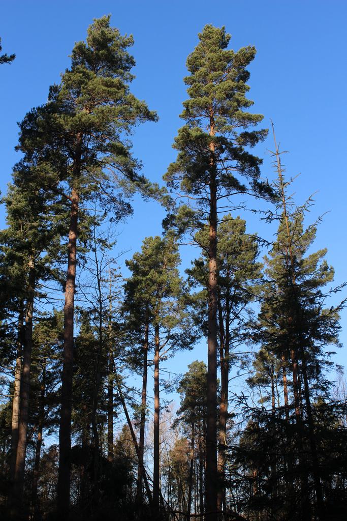 Scots pines