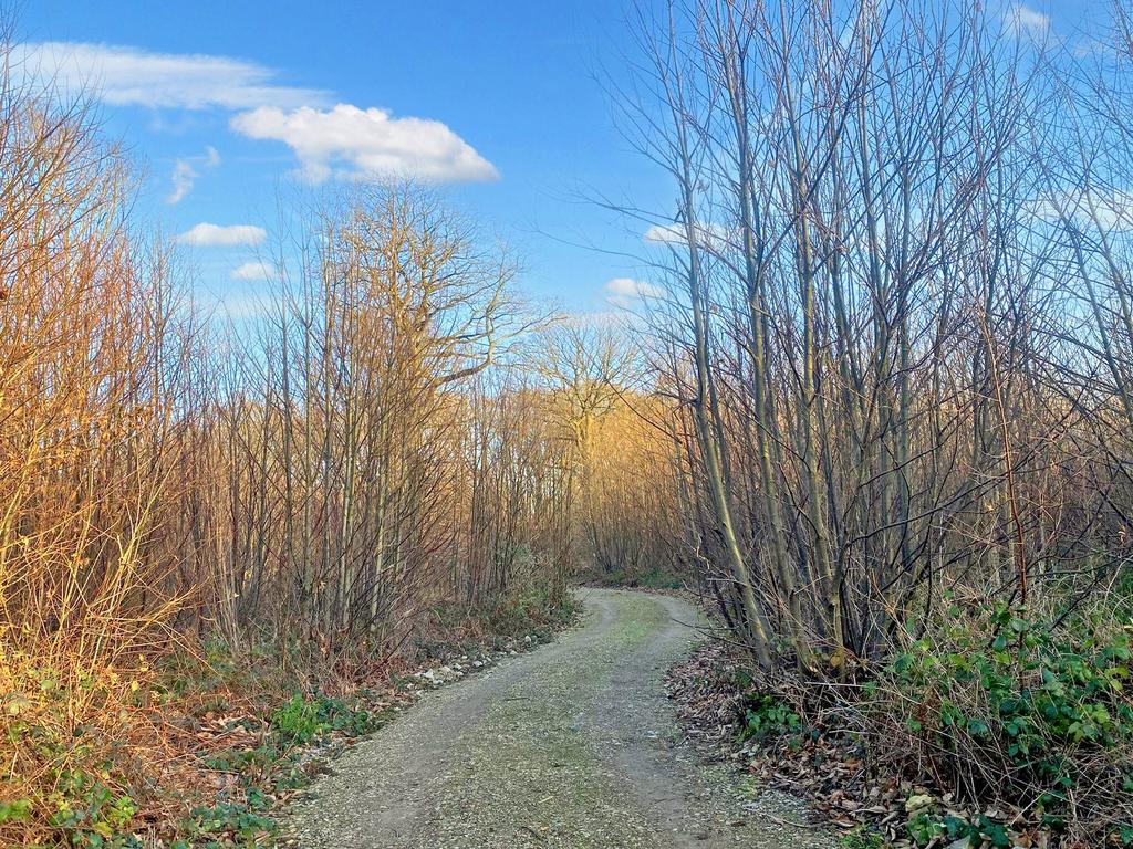 The stoned track leading to the wood entrance