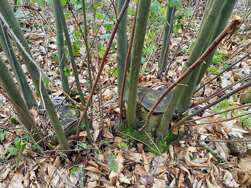 Chestnut coppice stool