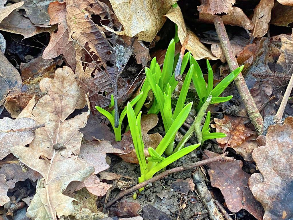 Spring emerging