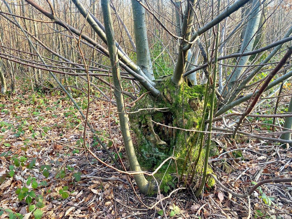 A pollarded chestnut