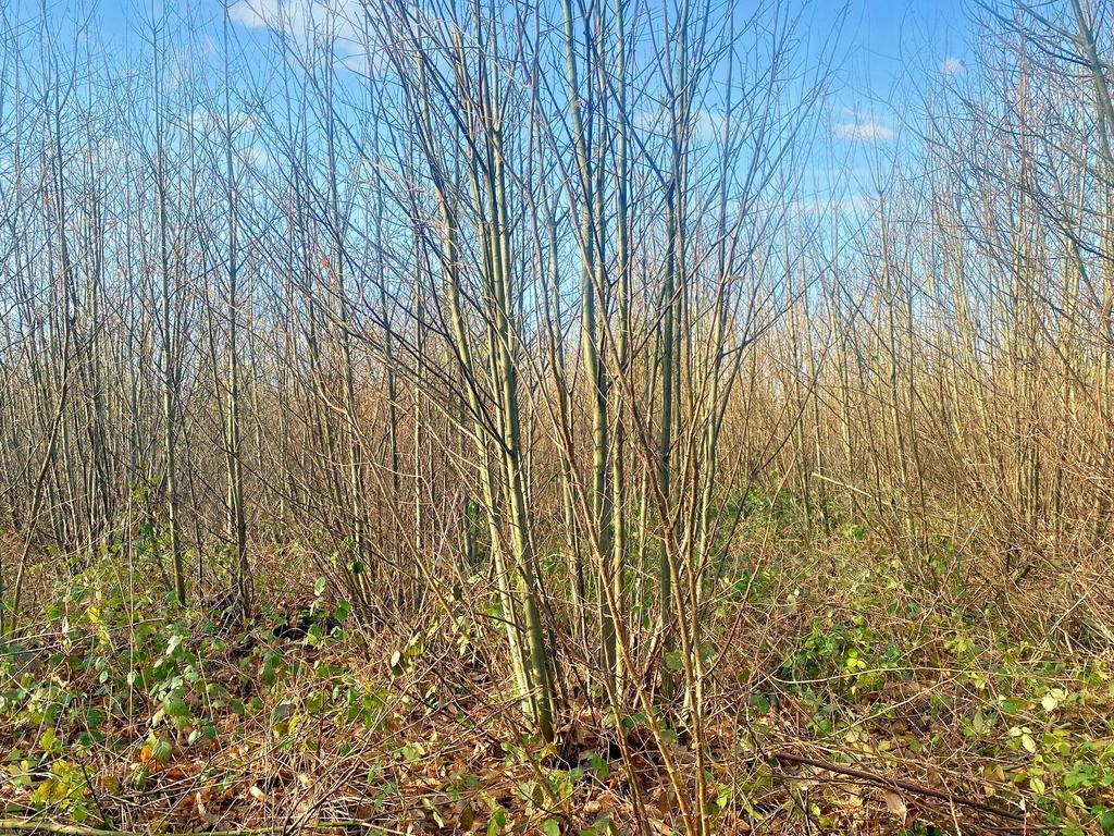 Young chestnut coppice