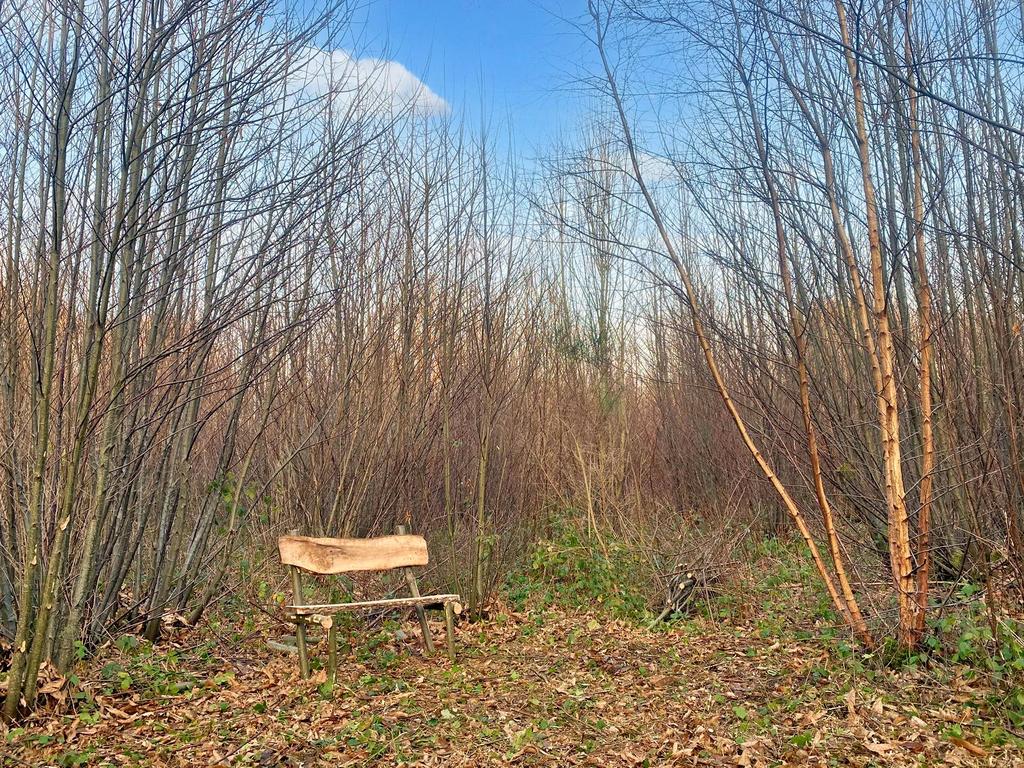 The rustic bench in a private clearing