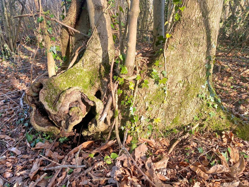 Old ash stump