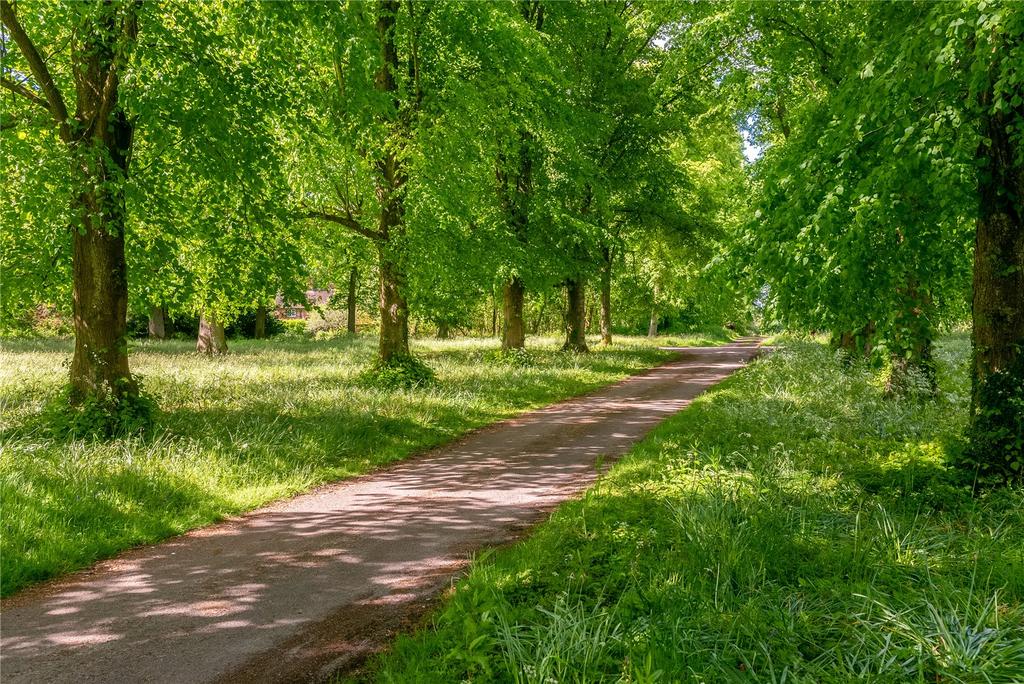 Tree Lined Drive