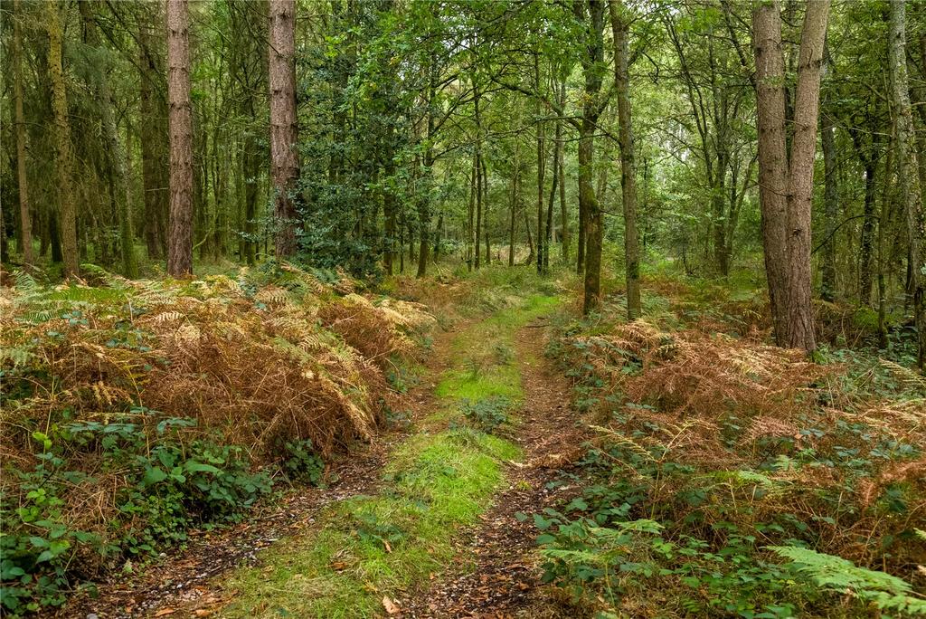 Woodland