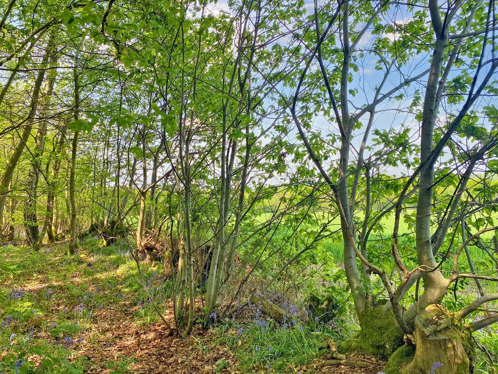 Pollarded chestnut along the field boundary