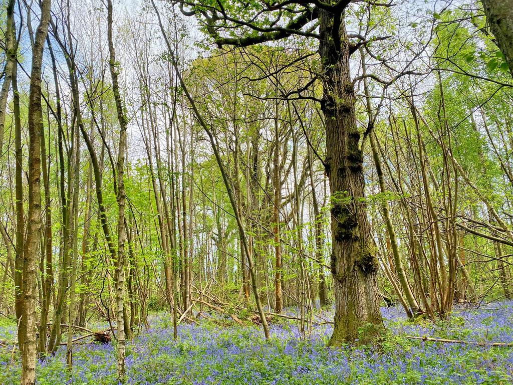 Bluebells emerging in early Spring