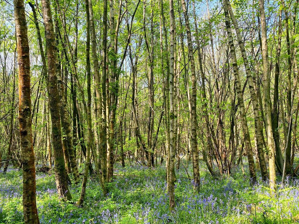 Birch and bluebells